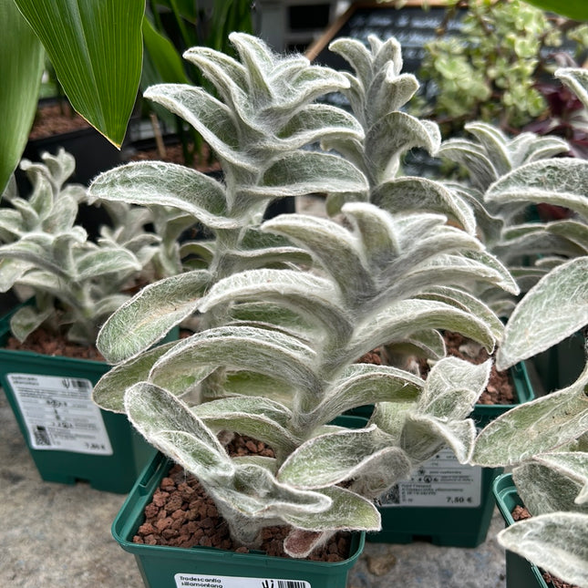 Tradescantia Sillamontana