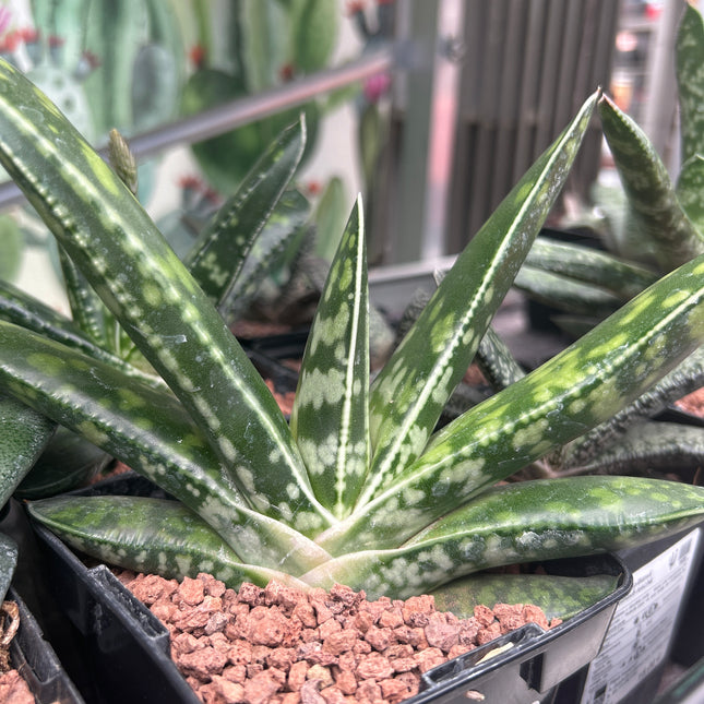 Gasteria nitida
