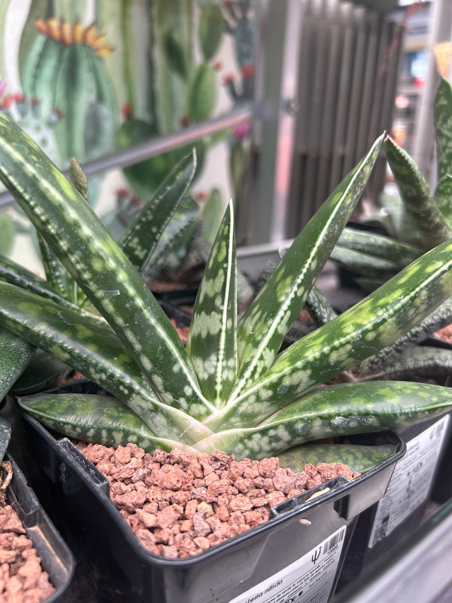 Gasteria nitida