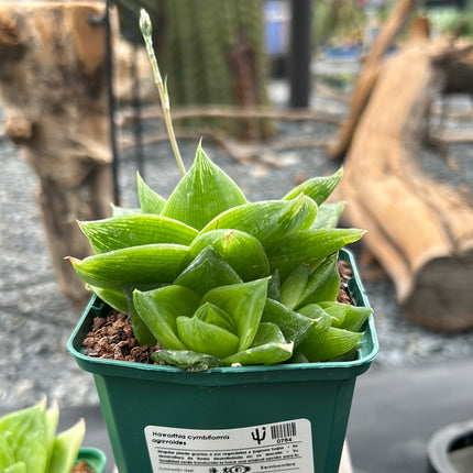 Haworthia 'Planifolia'