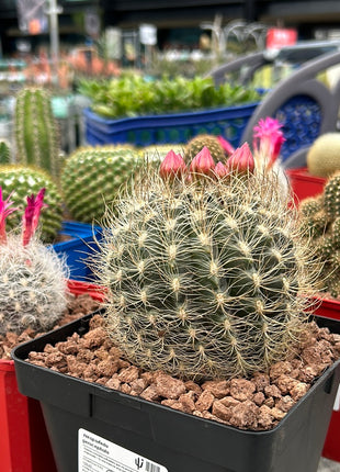 Neoporteria gerocephala