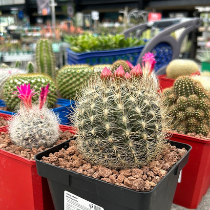 Neoporteria gerocephala