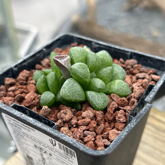 Haworthia suberecta var. pallidifolia