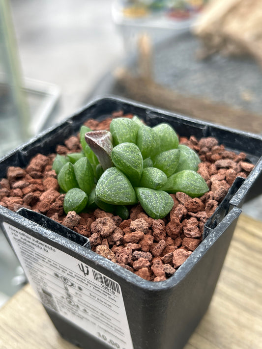 Haworthia suberecta var. pallidifolia