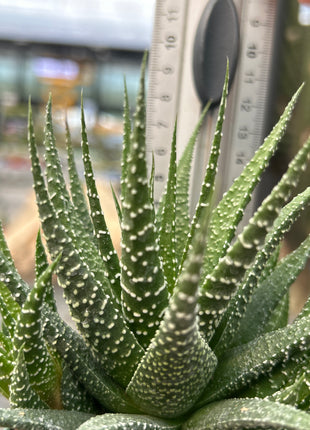 Haworthiopsis attenuata var. radula