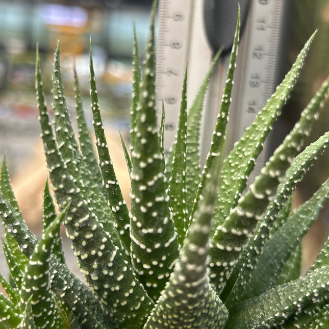 Haworthiopsis attenuata var. radula