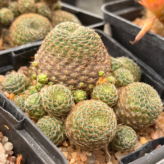 Aylostera deminuta var. schumanniana