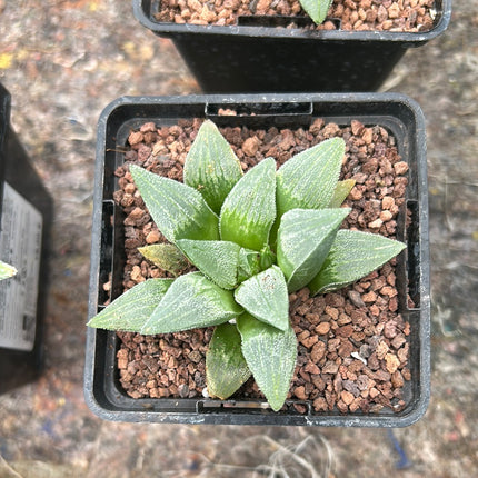 Haworthia pymaea ‘Cristalina’