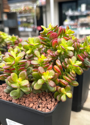 Crassula ovata minor