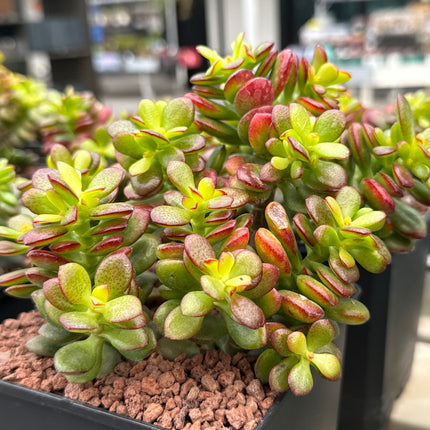 Crassula ovata minor