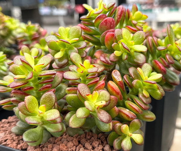 planta de jade crassula ovata Crassula ovata minor – DesertSTORE.es