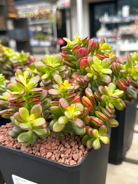 Crassula ovata minor