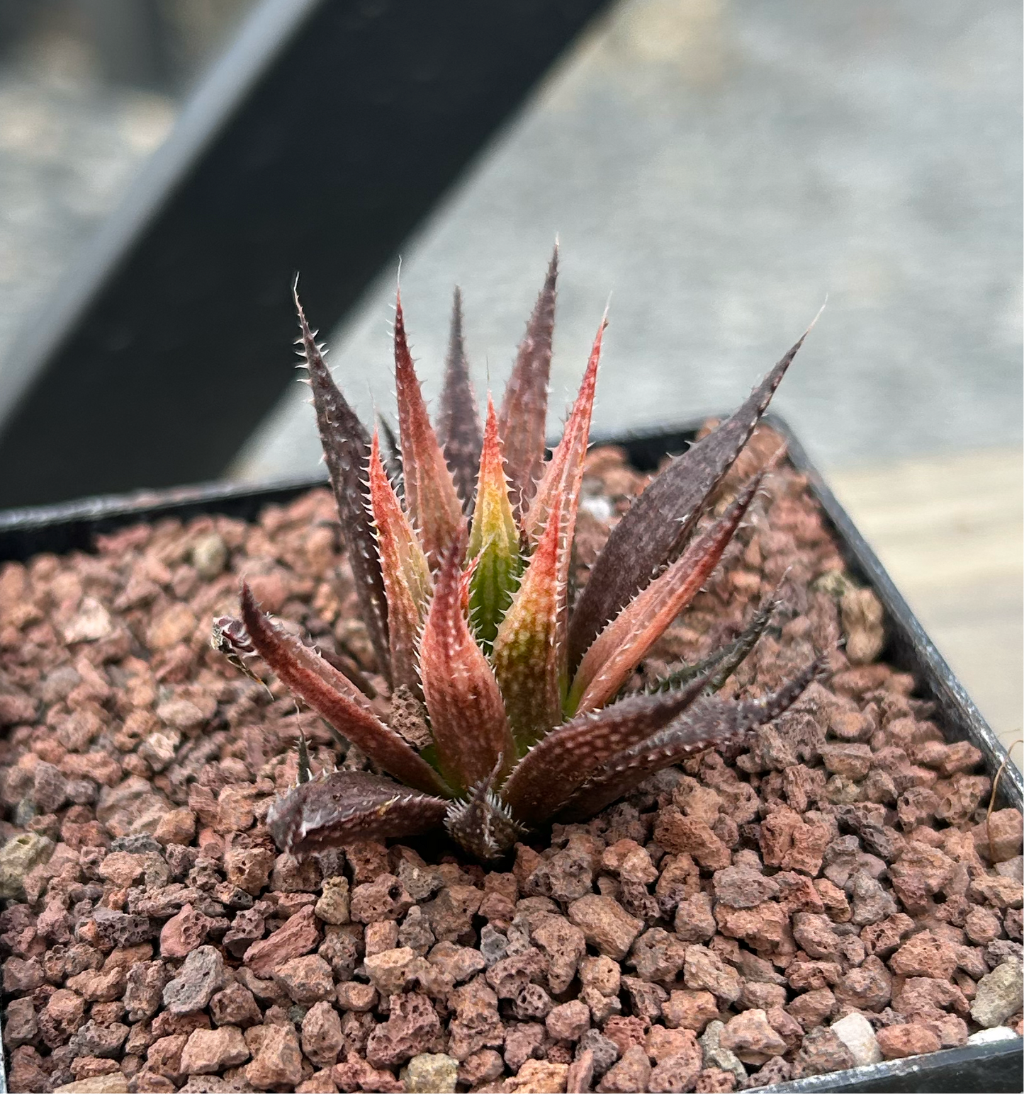 Haworthia variegata var. variegata