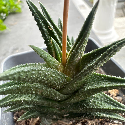 Haworthiopsis nigra Queenstown IB18981