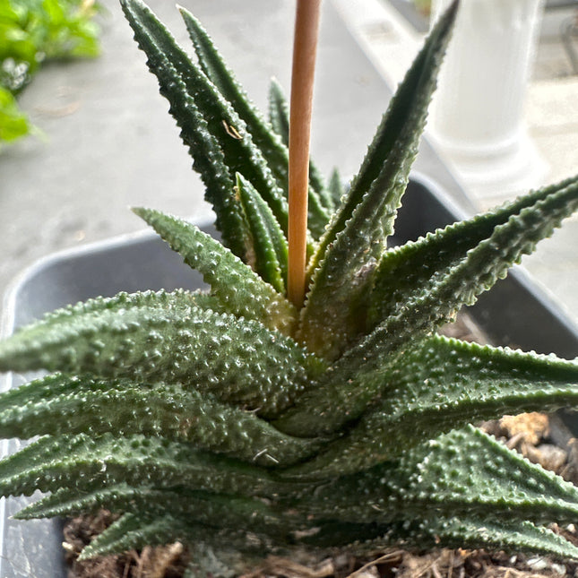 Haworthiopsis nigra Queenstown IB18981