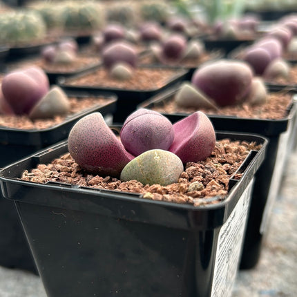 Pleiospilos nelii "Royal Flush"