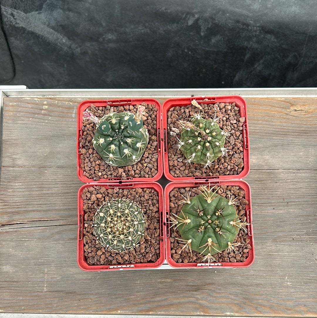 Desert PACK Gymnocalycium