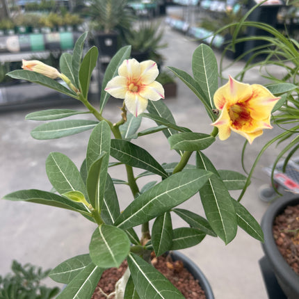 Adenium obesum multiflorum