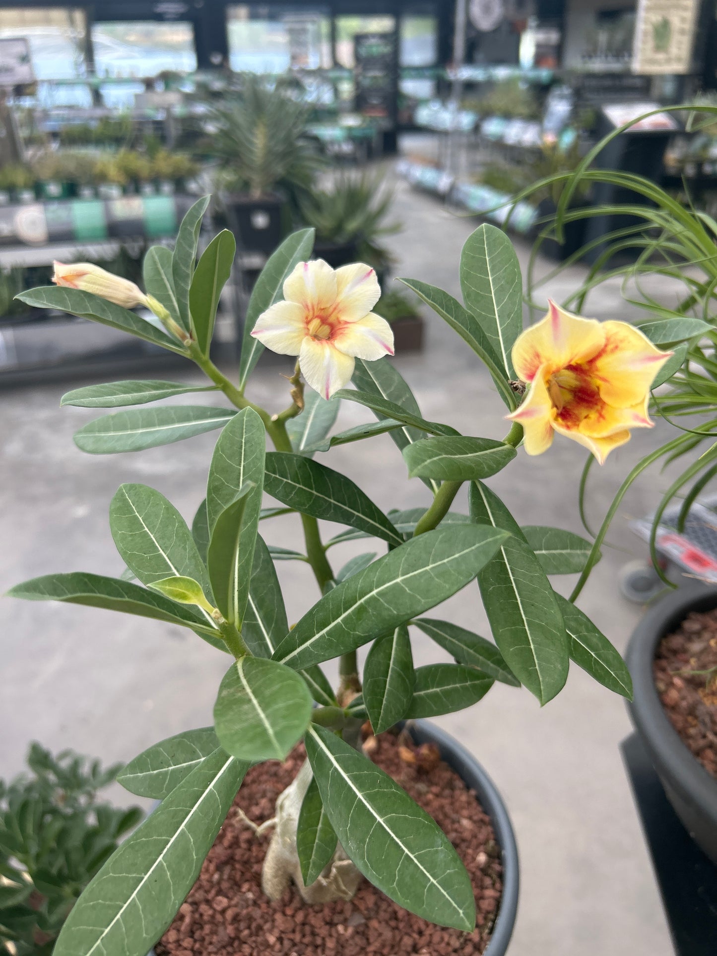 Adenium obesum multiflorum