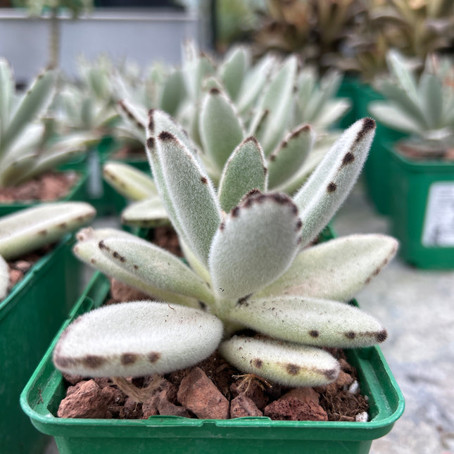Kalanchoe tomentosa