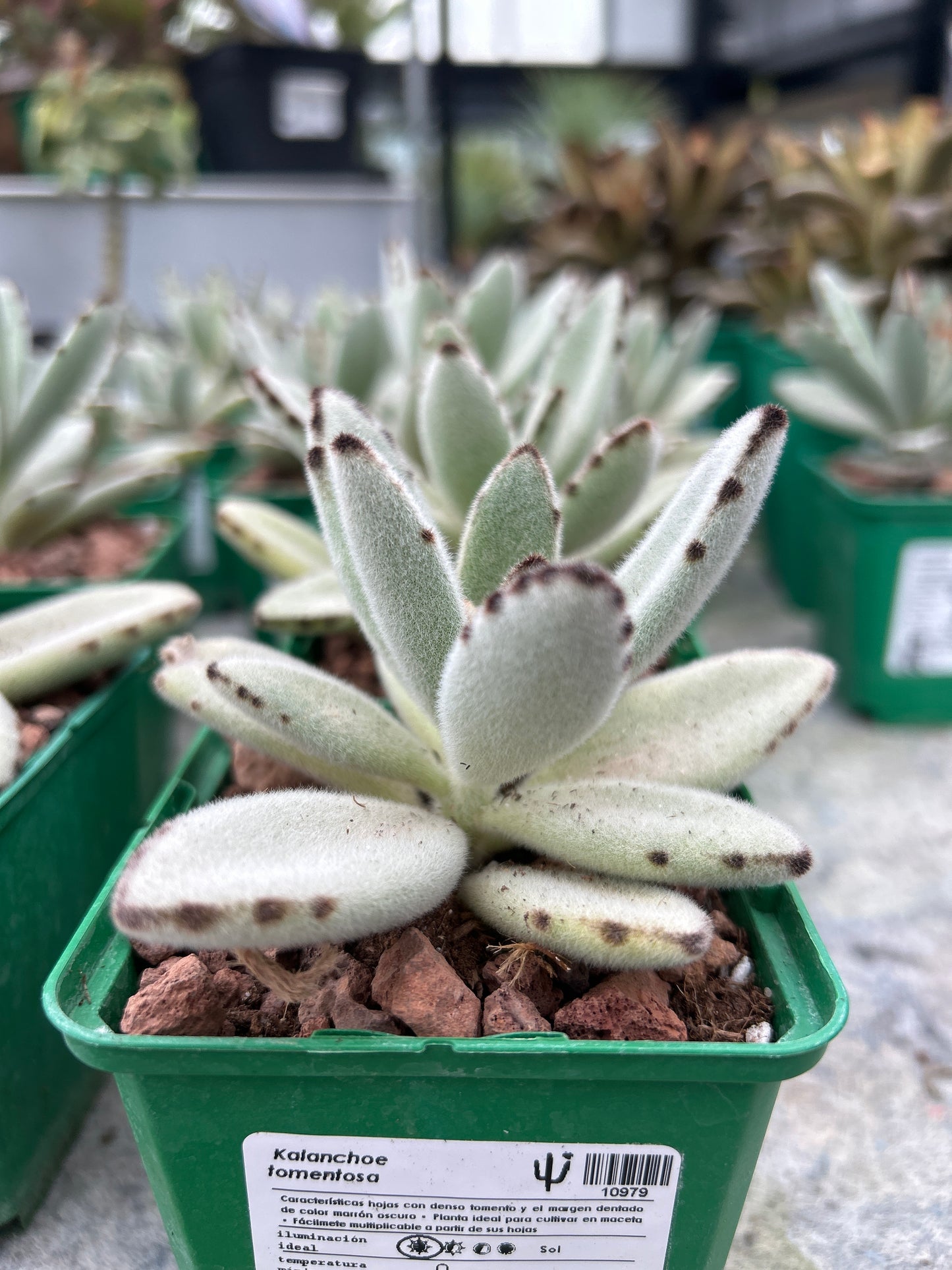 Kalanchoe tomentosa