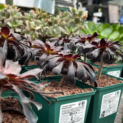 Aeonium arboreum 'Atropurpureum'