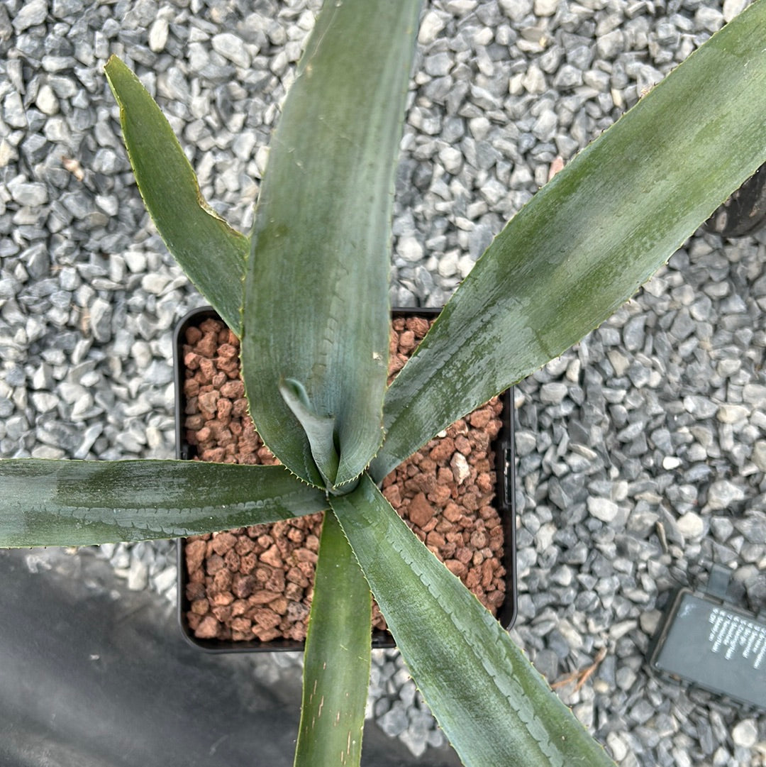 Agave tequilana