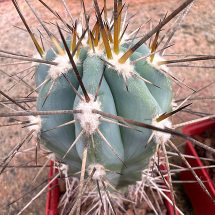 Stetsonia coryne