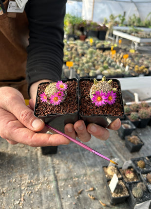 Mammillaria hernandezii