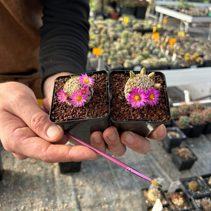 Mammillaria hernandezii