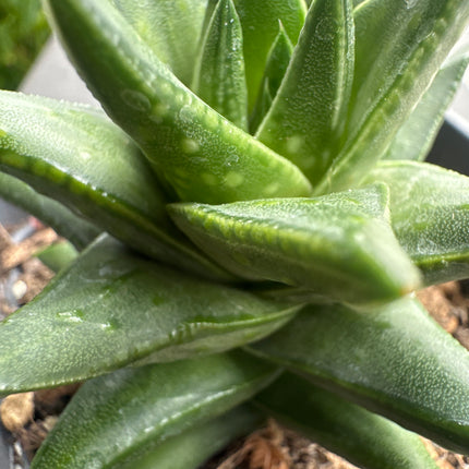 Haworthiopsis scabra var. lateganiae
