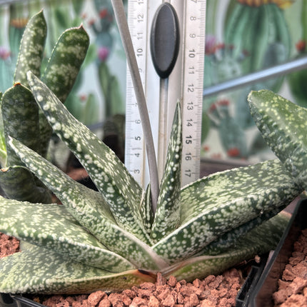 Gasteria retusa