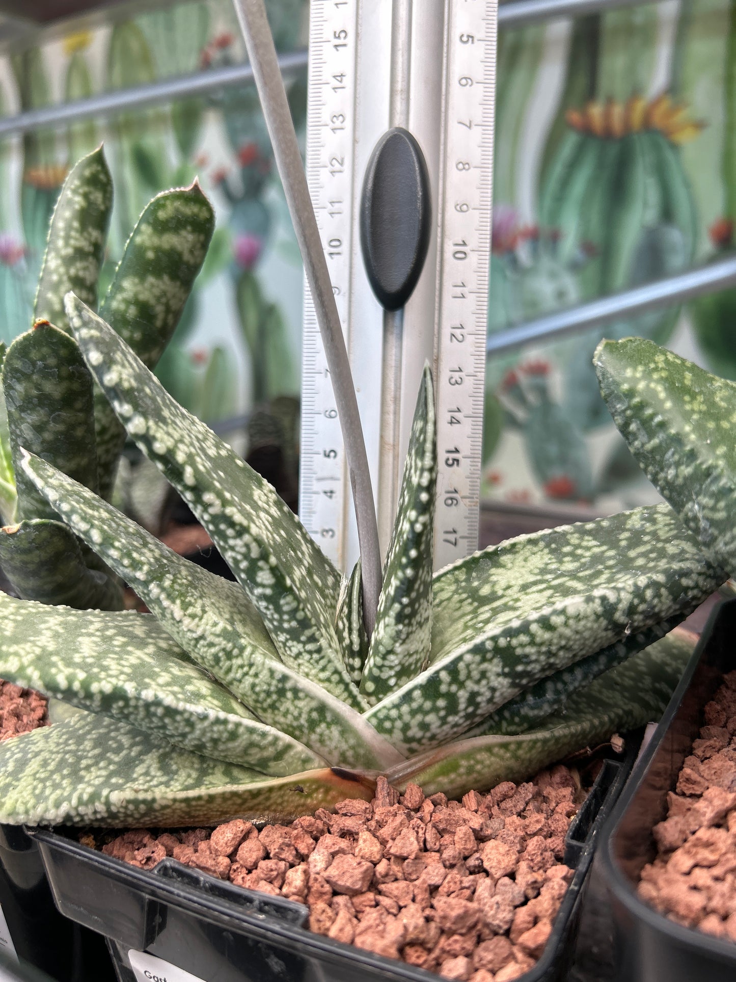 Gasteria retusa