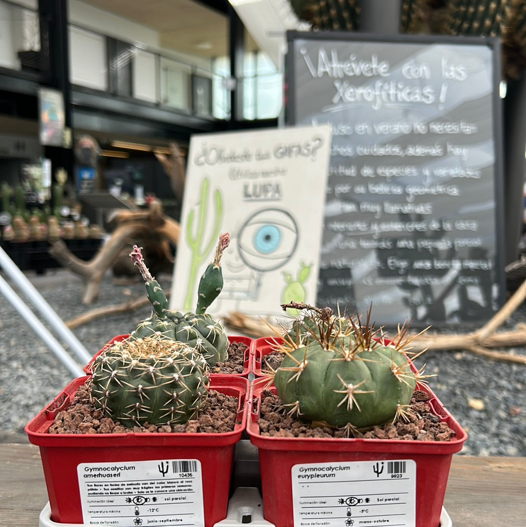 Desert PACK Gymnocalycium