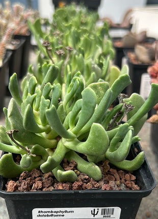 Rhombophyllum dolabriforme