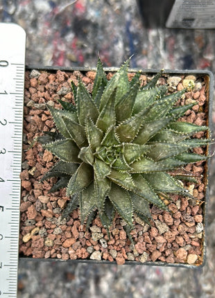 Haworthia meiringii