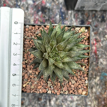 Haworthia meiringii