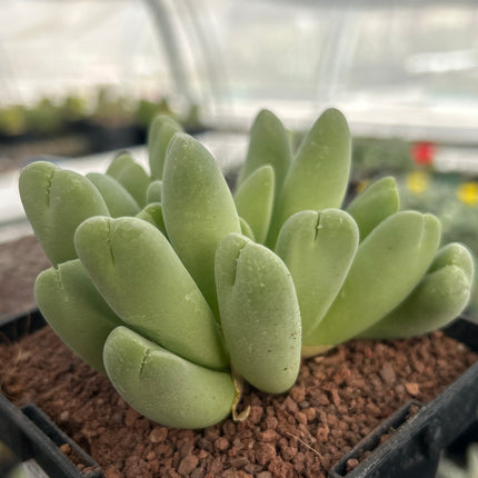 Vanheerdea divergens