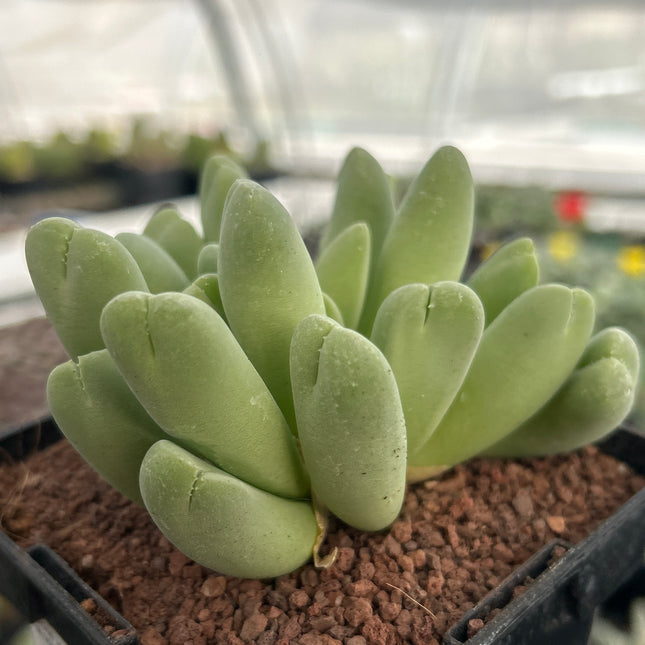 Vanheerdea divergens