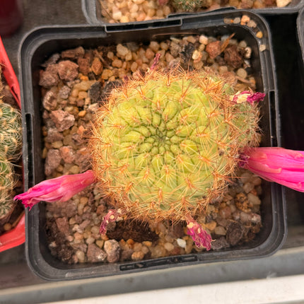 Aylostera inflexiseta