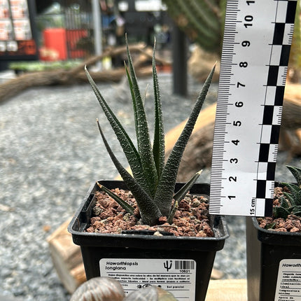 Haworthiopsis longiana