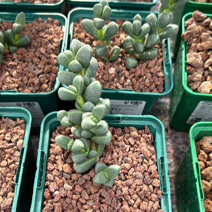 Corpuscularia lehmanni