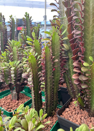 Euphorbia trigona 'Rubra'