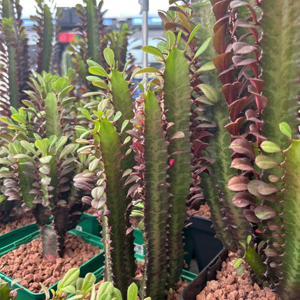 Euphorbia trigona 'Rubra'