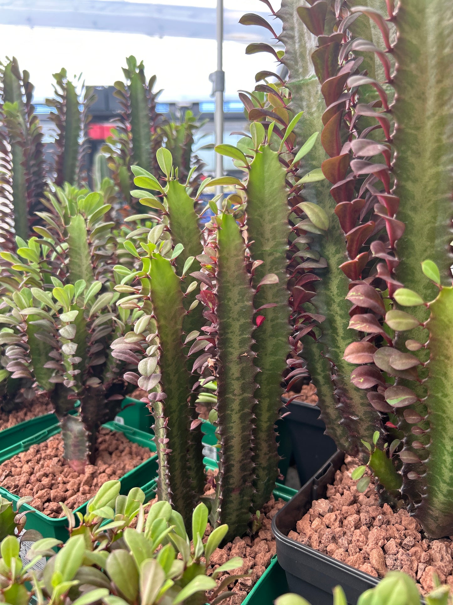 Euphorbia trigona 'Rubra'