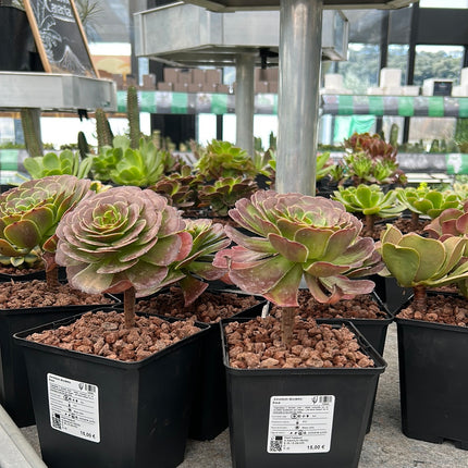 Aeonium 'Madeira rose'