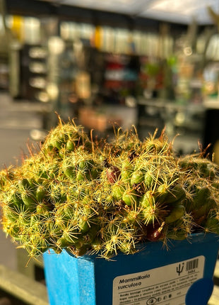 Mammillaria surculosa