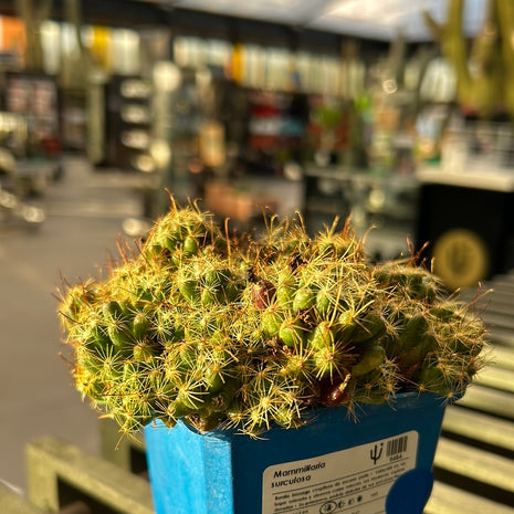 Mammillaria surculosa