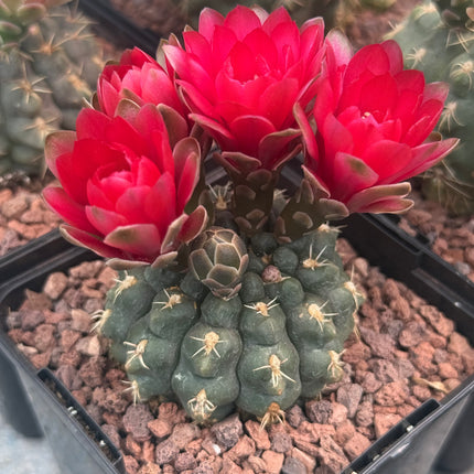 Gymnocalycium baldianum