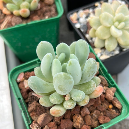 x Pachyveria clavifolia